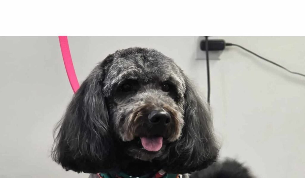 dog-grooming